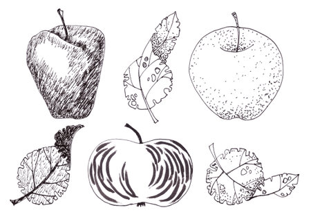 graphic black and white drawing set of three apples and those leaves on a white backgroundの写真素材