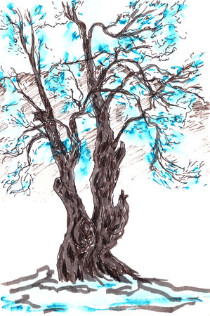 graphic color drawing of an lonely old olive tree on a white backgroundの写真素材