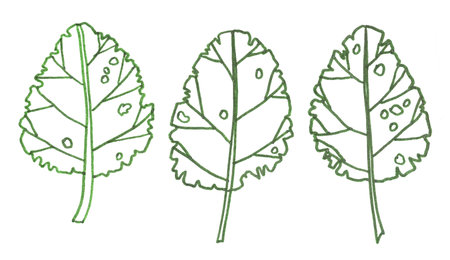 graphic drawing of a set of green contour monochrome leavesの写真素材