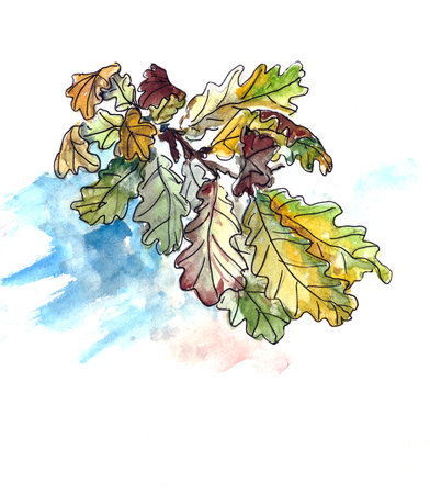 watercolor graphic drawing oak twig with leaves on a blue and white backgroundの写真素材