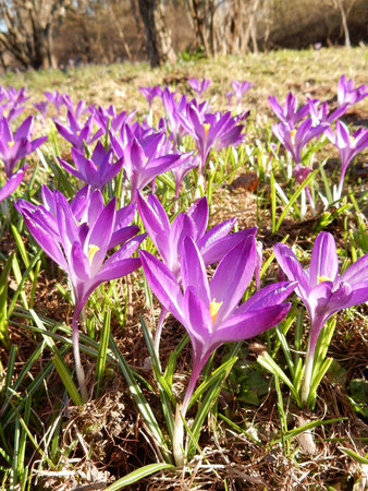 tender spring purple crocuses among grass on a blurred backgroundの写真素材