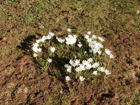 tender spring white crocuses among grass on a blurred backgroundの写真素材