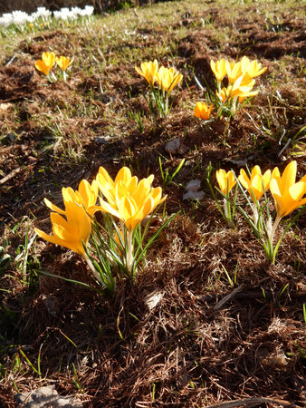tender spring yellow crocuses among grass on blurry background of spring parkの写真素材