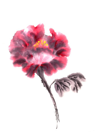 open-air pink peony watercolor painting in chinese style on white background on rice paperの写真素材