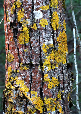 trunks of pines with colorful lichen and moss on blurry background の写真素材