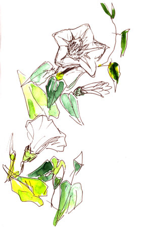white delicate bindweed painted by watercolor and liner on a white background