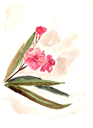 watercolor drawing twig blossoming pink oleander on a white backgroundの写真素材