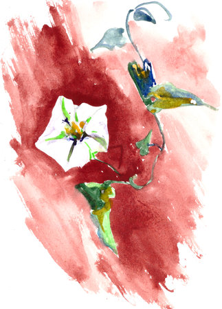 watercolor color drawing of white morning glory on green stem on red backgroundの写真素材