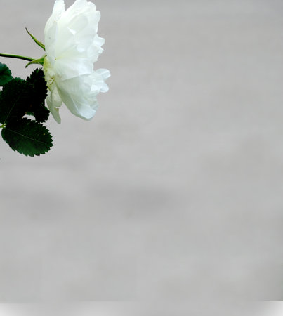 delicate white rosehip flowers on a blurred background with copy spase. High quality photoの写真素材