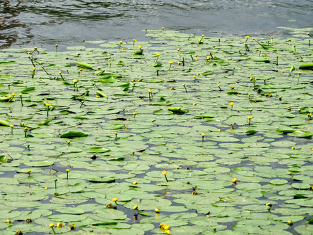 yellow water lilies and leaves on the surface of a summer riverの写真素材