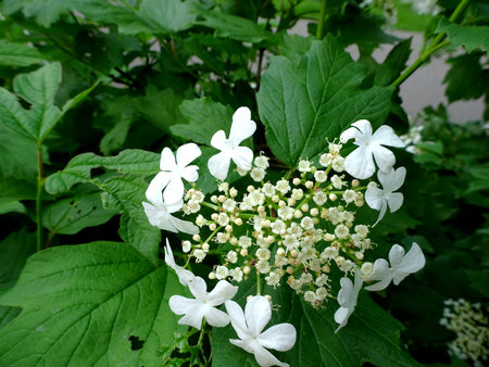 inflorescence of the Guelder Rose,Viburnum Opulus on a blurred green backgroundの写真素材