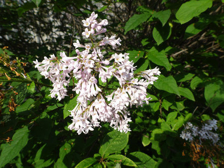 flowering branch of lilac chinese hungarian lilac on a green blurred background. High quality photoの写真素材
