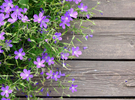 lilac tender meadow geranium on a background of wooden boards, copy space. High quality photoの写真素材