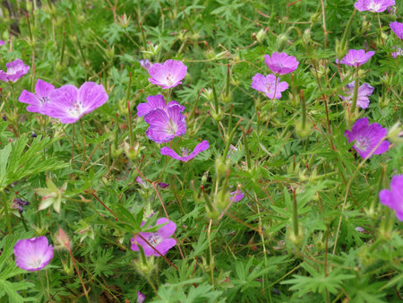pink meadow geranium flowers on a blurred background of a flowering meadow. High quality photoの写真素材
