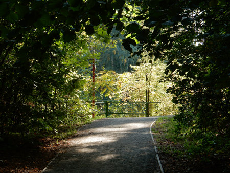 road goes out of the dark forest to the sunny clearing