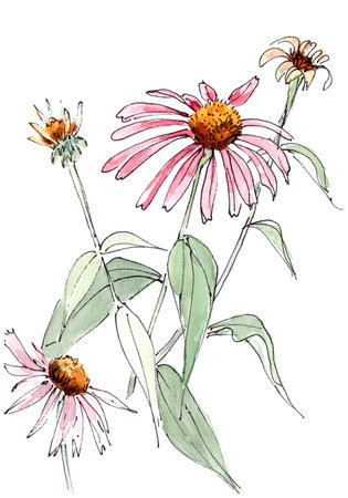 echinacea flowers graphic linear and watercolor pattern, botanical sketch isolated on a white background. High quality illustrationの写真素材