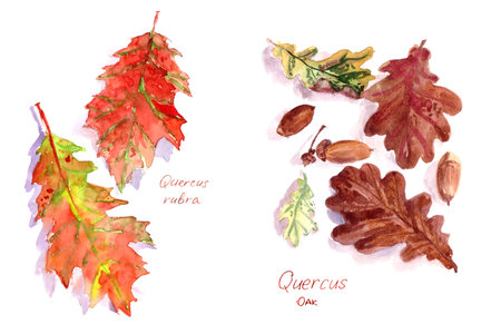 set of oak autumn leaves Quercus rubra and Quercus, watercolor pattern on a white background. High quality illustrationの写真素材