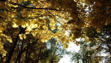 autumn yellow maple leaves against the sky and autumn park, selective focus. High quality photo
