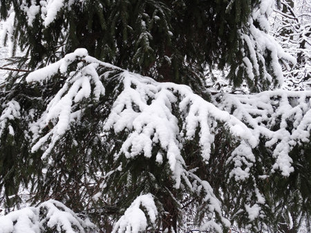 snow-covered christmas tree in the cityscape, selective focus. High quality photoの写真素材