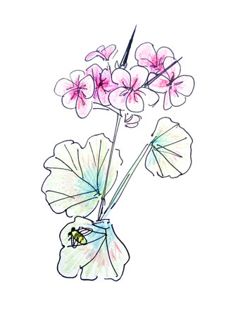 flowers and leaves of pelargonium, watercolor sketch. High quality illustrationの写真素材