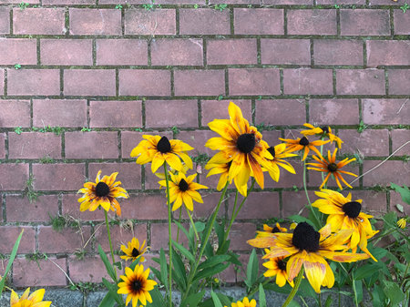 Yellow flowers on a red brick wall background, copy space. High quality photoの写真素材