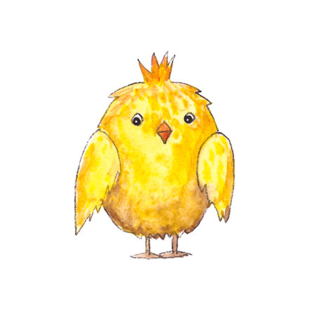 Watercolor drawing yellow chicken isolated on white background. High quality illustrationの写真素材