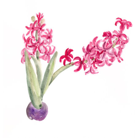 Watercolor spring pink hyacinth on white background. High quality illustrationの写真素材