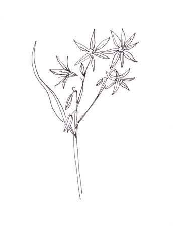 blooming spring goose bow, graphic black and white sketch on white background, botanical sketch. High quality illustrationの写真素材