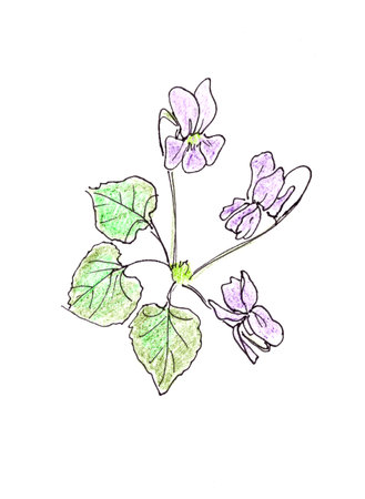 Viola odorata. Violet flower. Graphic linear drawing on a white background. Botanical sketch. High quality illustrationの写真素材