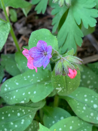 blooming lungwort or Pulmonaria natural floral background, selective focus. High quality photoの写真素材
