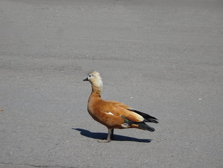 Ruddy shelduck Tadorna ferruginea on a background of gray asphalt. High quality photoの写真素材