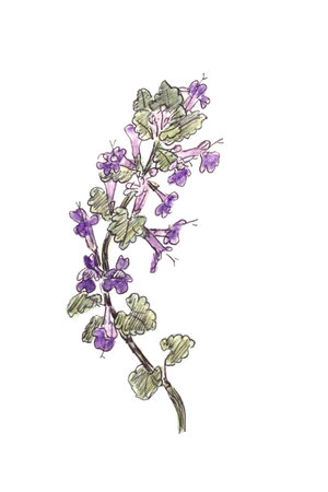 ground-ivy, gill-over-the-ground, creeping charlie, alehoof, catsfoot, field balm, and run-away-robin, color sketch on white background. High quality illustrationの写真素材