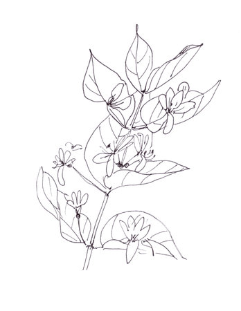 blooming wild honeysuckle, graphic black and white drawing on white background. High quality illustrationの写真素材