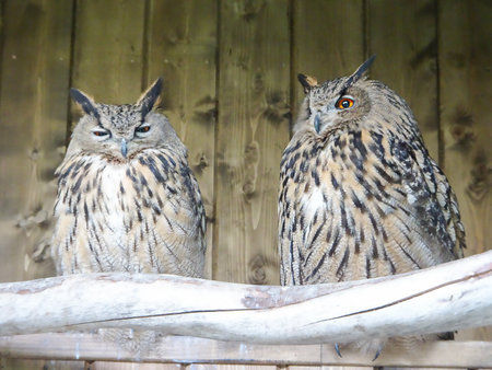 Two eared owls on a wooden background, selective focus. High quality photoの写真素材