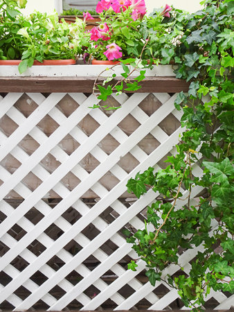 Ivy and white wooden trellis, copy space, selective focus. High quality photo
