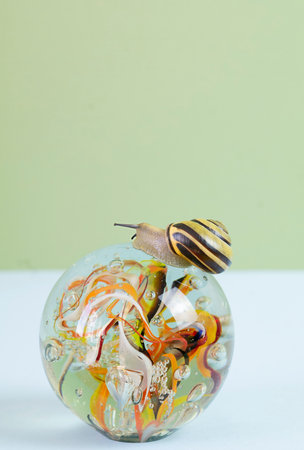Striped snail on glass ball, copy space, selective focus. High quality photoの写真素材
