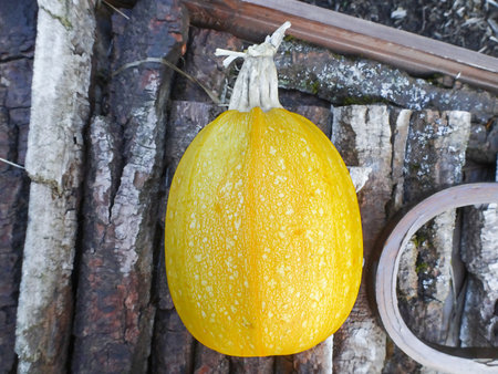 Yellow pumpkin on wooden background, selective focus. High quality photoの写真素材