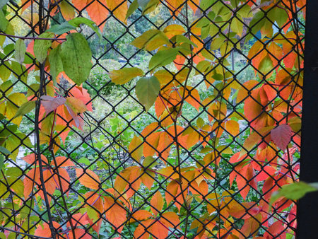 autumn red and yellow leaves of maiden grape natural background, selective focusの写真素材