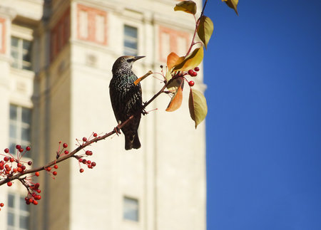 Starling on a decorative apple tree branch with autumn leaves against the background of the sky and houses, selective focus. High quality photoの写真素材