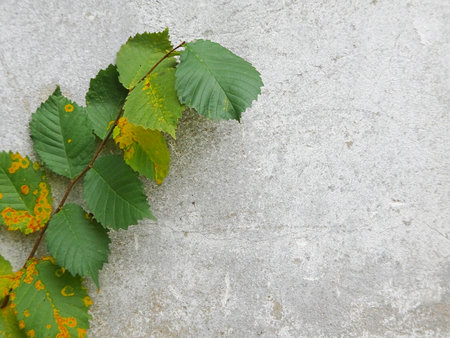 abstract concrete background and autumn tree branch, selective focusの写真素材