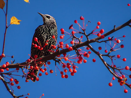 Starling on a decorative apple tree branch with autumn leaves against the sky, selective focusの写真素材