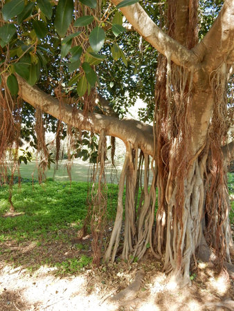 Banyan tree with many trunks, selective focusの写真素材