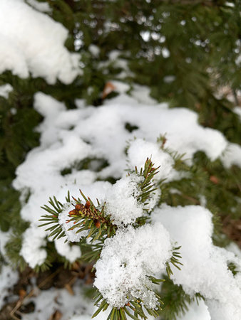 Snow-covered fir branch on white snowy background. high quality photo