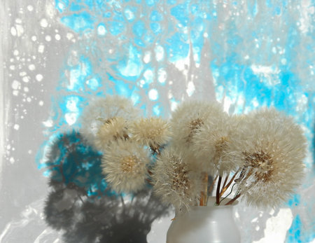 white fluffy dandelions on an abstract gray-blue background, copy space, selective focusの写真素材