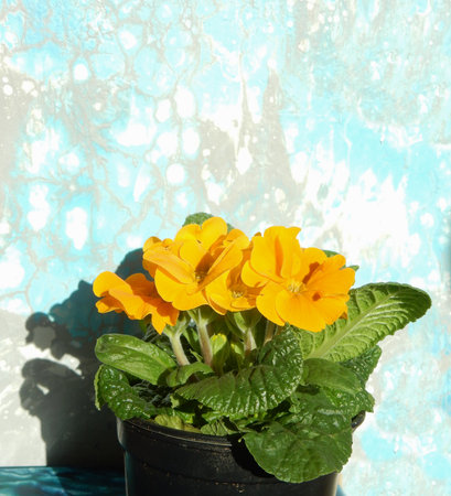 yellow spring primrose on gray turquoise background, copy space