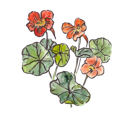 blooming nasturtium, botanical sketch, watercolor painting, drawing on a white background. high quality illustrationの写真素材