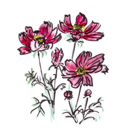 blooming cosmos, watercolor botanical sketch isolated on white backgroundの写真素材