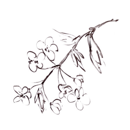 cherry blossom branch, graphic black and white line drawing. high quality illustrationの写真素材
