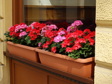 blooming pelargonium in boxes on a summer street. high quality photoの写真素材