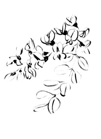 blooming white acacia, graphic black and white monochrome drawing. high quality illustrationの写真素材